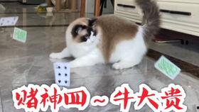 娱乐吃猫瓜,揭秘“吃猫瓜”背后的故事与真相