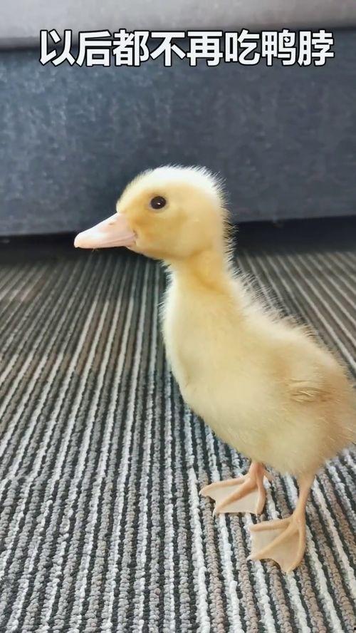 娱乐吃瓜酱鸭鸭